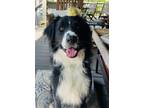 Adopt Prince a Border Collie, Bernese Mountain Dog