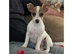 Adopt Baby TC* a Jack Russell Terrier, Dachshund