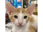Adopt Colby LH a Domestic Short Hair