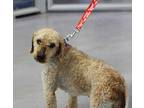 Prince Charming Poodle (Standard) Adult Male