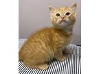 Archie Domestic Shorthair Kitten Male