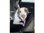 Adopt Vince a Pit Bull Terrier