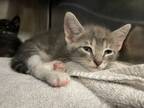 Adopt Baby Bubba a Domestic Short Hair