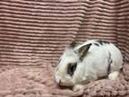 Adopt Albie a Bunny Rabbit
