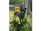 Adopt Carver a Mixed Breed