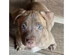 Adopt Scottie A513 a Pit Bull Terrier