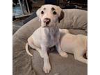 Adopt Brooks A513 a Pit Bull Terrier