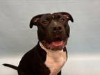 Adopt Diesel a Pit Bull Terrier, Mixed Breed