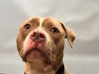 Adopt Oakland a Pit Bull Terrier, Mixed Breed