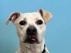 Adopt Rambo a Pit Bull Terrier, Boxer