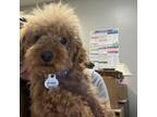 Adopt Toad a Poodle