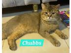 Adopt Chubby Cheeks a British Shorthair