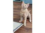 Adopt Lord Purrcy a Domestic Short Hair