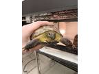 Adopt Izzy a Turtle