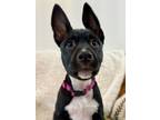 Adopt Gizmo Rushin a Pit Bull Terrier, Mixed Breed
