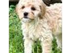 Shih-Poo Puppy for sale in Olean, NY, USA