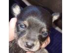 S # 2 Chihuahua boy puppy