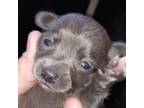 S # 3 Chihuahua boy puppy