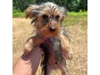 Yorkshire Terrier Puppy for sale in Freeburg, MO, USA