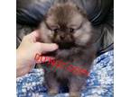 Pomeranian Puppy for sale in Downers Grove, IL, USA