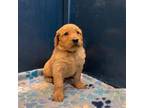Golden Retriever Puppy for sale in Robbinsville, NC, USA