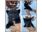 Pomeranian Puppy for sale in Clifton, KS, USA