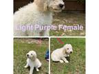 Light purple female