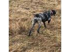 German Shorthaired Pointer Puppy for sale in Richland, IN, USA