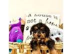 Mutt Puppy for sale in South Orange, NJ, USA