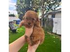 Poodle (Toy) Puppy for sale in Rosemead, CA, USA