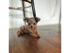 Chihuahua Puppy for sale in Grapevine, TX, USA