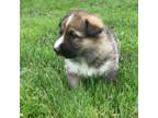 German Shepherd Dog Puppy for sale in Weedsport, NY, USA