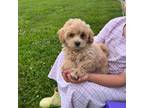 Maltipoo Puppy for sale in Seymour, MO, USA