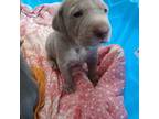 Weimaraner Puppy for sale in Independence, VA, USA