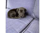 Great Dane Puppy for sale in Washington, IA, USA