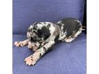 Great Dane Puppy for sale in Washington, IA, USA