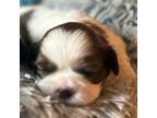 Shih Tzu Puppy for sale in New Port Richey, FL, USA
