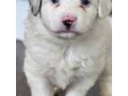 Miniature Australian Shepherd Puppy for sale in Tampa, FL, USA