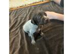 Wirehaired Pointing Griffon Puppy for sale in Colleyville, TX, USA