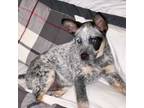 Border Collie Puppy for sale in Dozier, AL, USA