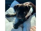 Boston Terrier Puppy for sale in Quincy, MA, USA