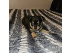 Chihuahua Puppy for sale in Knoxville, TN, USA