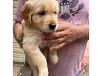 Golden Retriever Puppy for sale in Petal, MS, USA