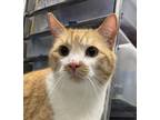 Adopt Tom *bonded With Jerry* a Domestic Short Hair