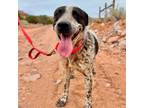 Adopt Champ a Mixed Breed