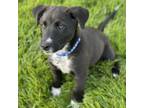 Adopt Lewis a Black Labrador Retriever, Pit Bull Terrier