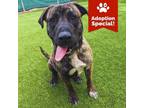 Adopt Kong - Big Sweetheart! Likes Dogs & kids! $100 ADOPTION SPECIAL!