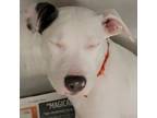 Adopt MERCER-A2140649 a Pit Bull Terrier