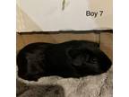 Adopt Tiberius a Guinea Pig