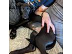 Adopt Jalapeno a Black Labrador Retriever